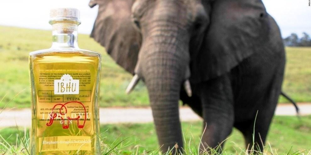 Gin feito de cocô de elefante é nova febre entre as bebidas