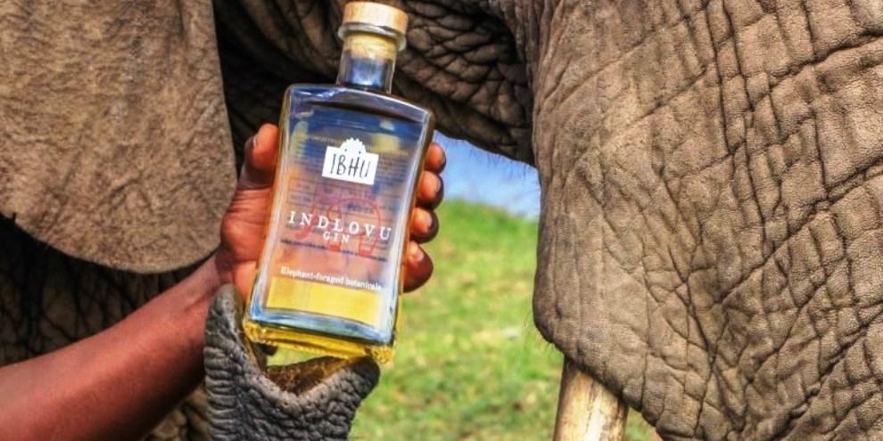 Gin feito de cocô de elefante é nova febre entre as bebidas