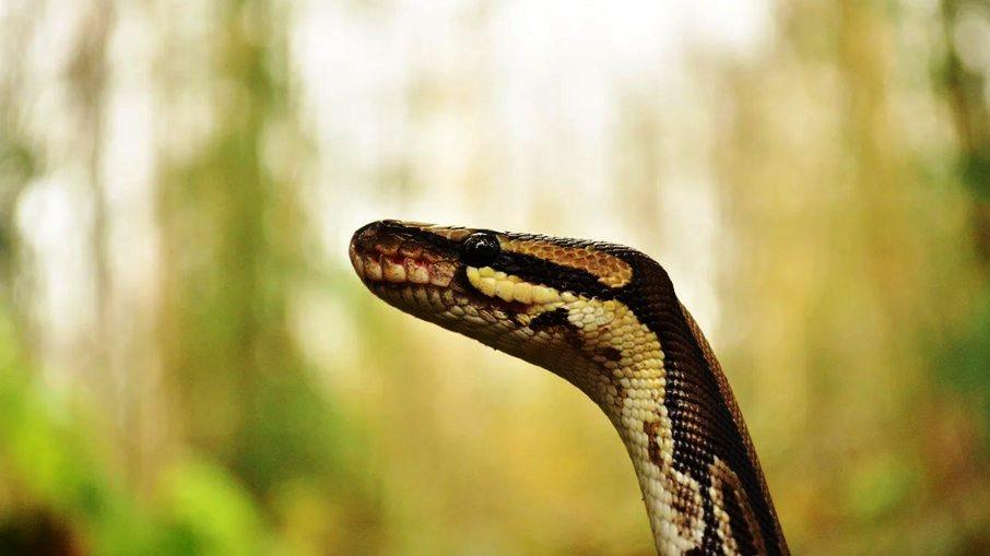 Cobras são infladas até a morte para extração de pele no Vietnã