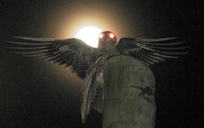 Pássaro “fantasma” assusta moradores da Colômbia