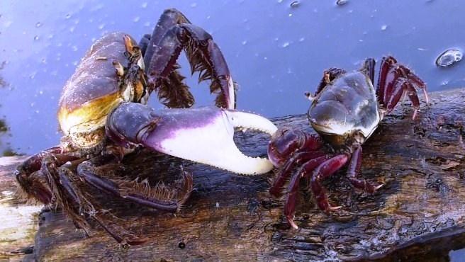 Última andada do caranguejo-uçá começa e captura está proibida no ES