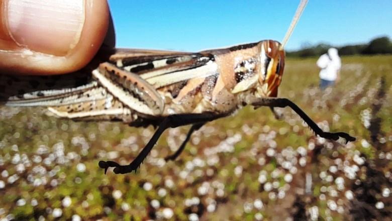 Gafanhotos reaparecem e atacam lavouras de soja e algodão na Argentina