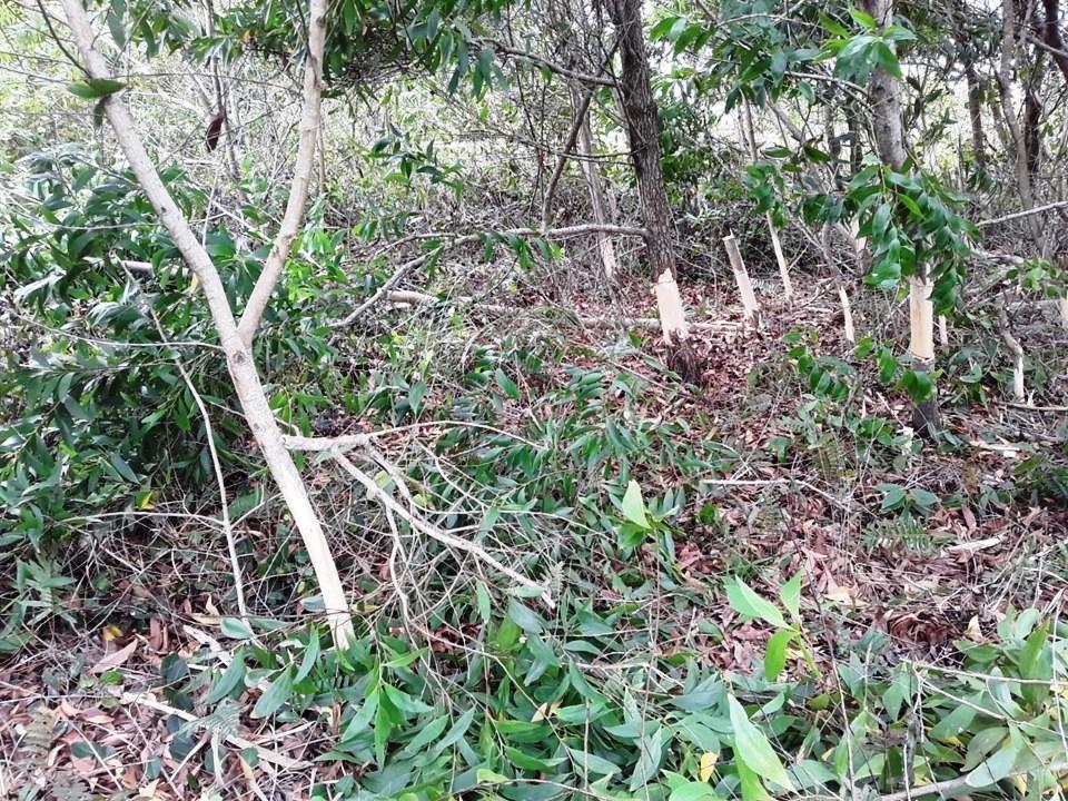 Equipe do Parque de Itaúnas, em Conceição da Barra, realiza controle de plantas exóticas invasoras