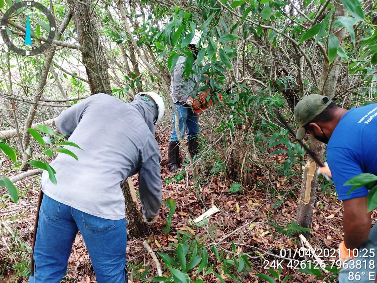 Equipe do Parque de Itaúnas, em Conceição da Barra, realiza controle de plantas exóticas invasoras