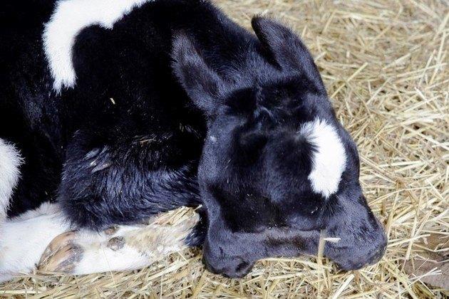 Bezerro nasce com duas cabeças na Macedônia do Norte