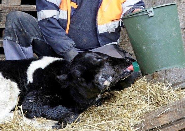 Bezerro nasce com duas cabeças na Macedônia do Norte