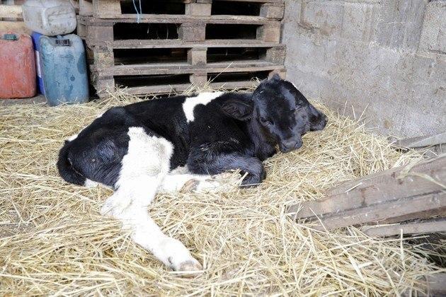 Bezerro nasce com duas cabeças na Macedônia do Norte