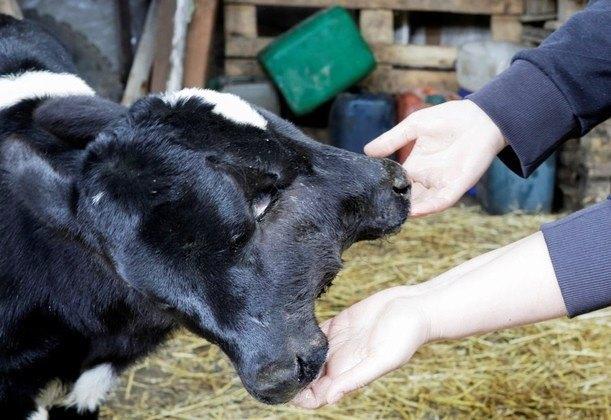 Bezerro nasce com duas cabeças na Macedônia do Norte