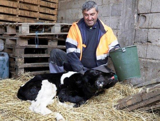 Bezerro nasce com duas cabeças na Macedônia do Norte