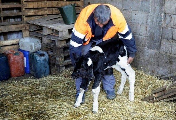 Bezerro nasce com duas cabeças na Macedônia do Norte