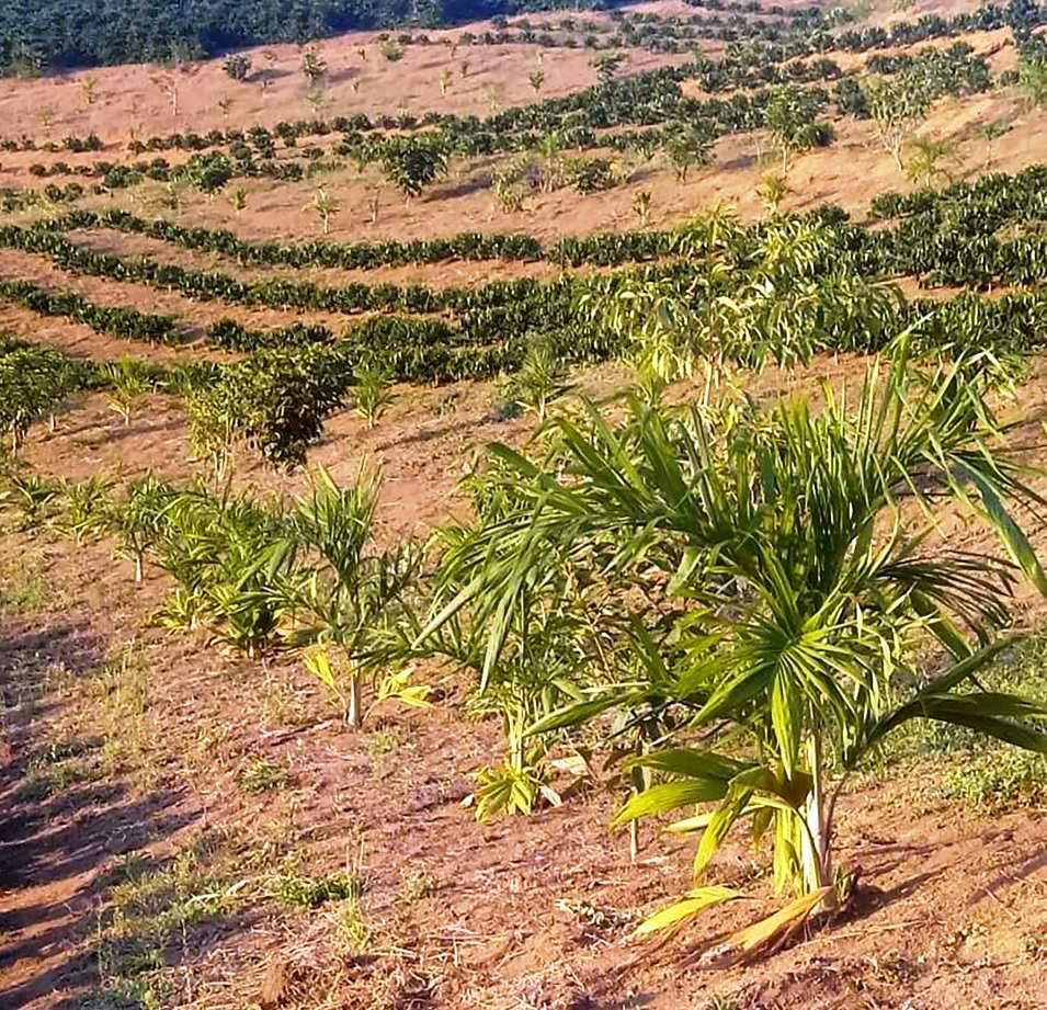 ES terá mais de R$ 60 milhões para o meio ambiente em 2021