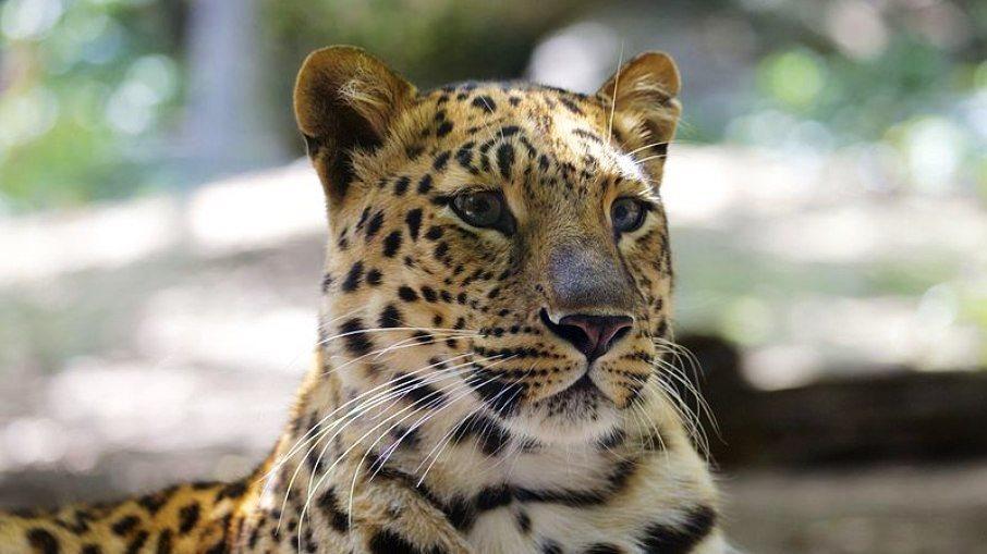 Leopardo invade fazenda e mata criança que dormia em terraço