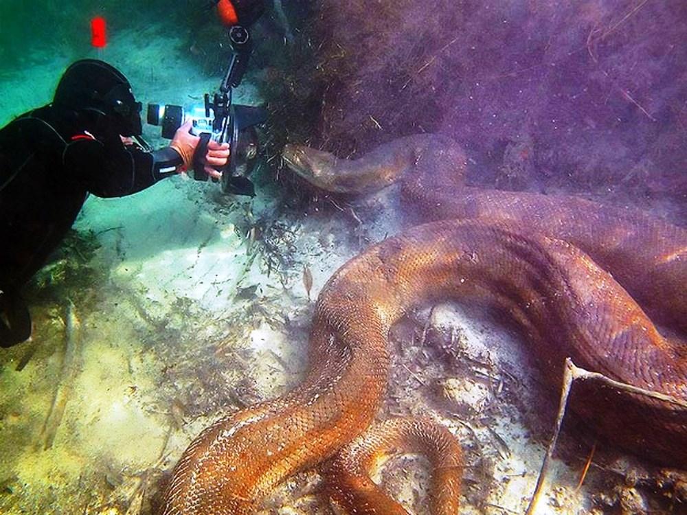 Empresários se assustam ao encontrar sucuri gigante durante mergulho em rio