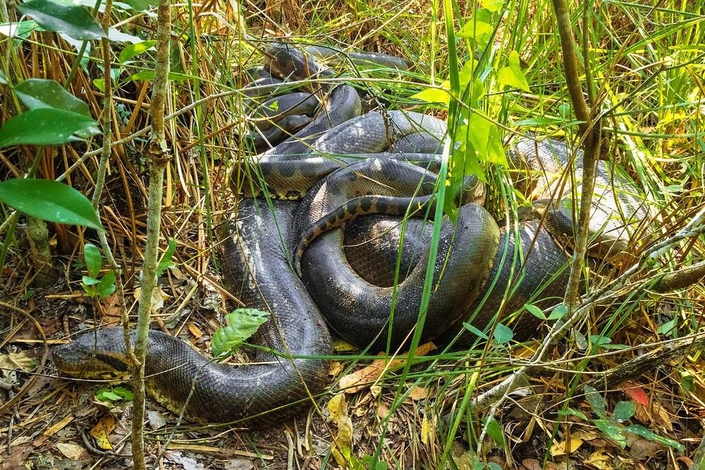 Empresários se assustam ao encontrar sucuri gigante durante mergulho em rio