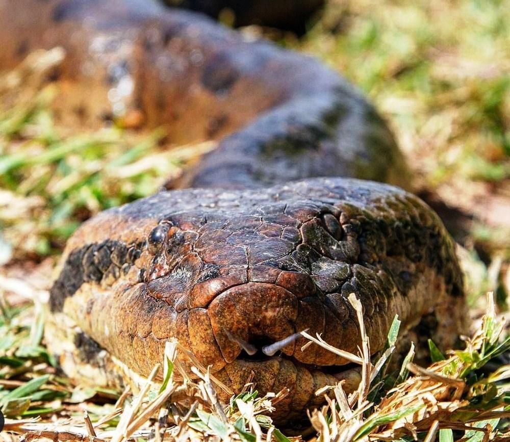 Empresários se assustam ao encontrar sucuri gigante durante mergulho em rio