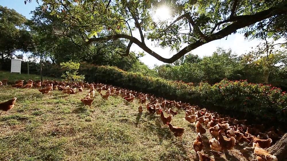 Granja deixa galinhas 'soltas' para produzir ovos caipiras e orgânicos