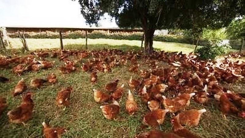 Granja deixa galinhas 'soltas' para produzir ovos caipiras e orgânicos