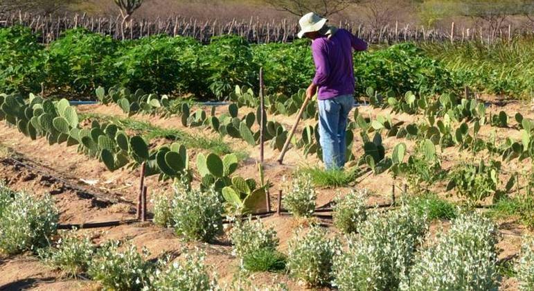 BNDES e fundo internacional criam projeto de R$ 1 bilhão para Semiárido