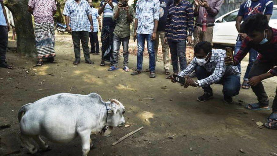 “Menor vaca do mundo” pesa 26 quilos e gera aglomerações em Bangladesh