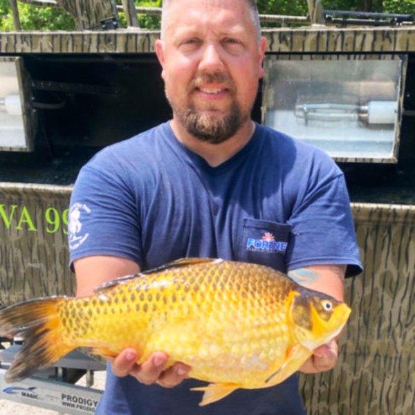 Peixes dourados gigantes pescados em rios assustam autoridades