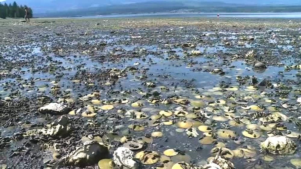 Onda de calor cozinha mariscos, mexilhões e outros moluscos vivos em praia do Canadá