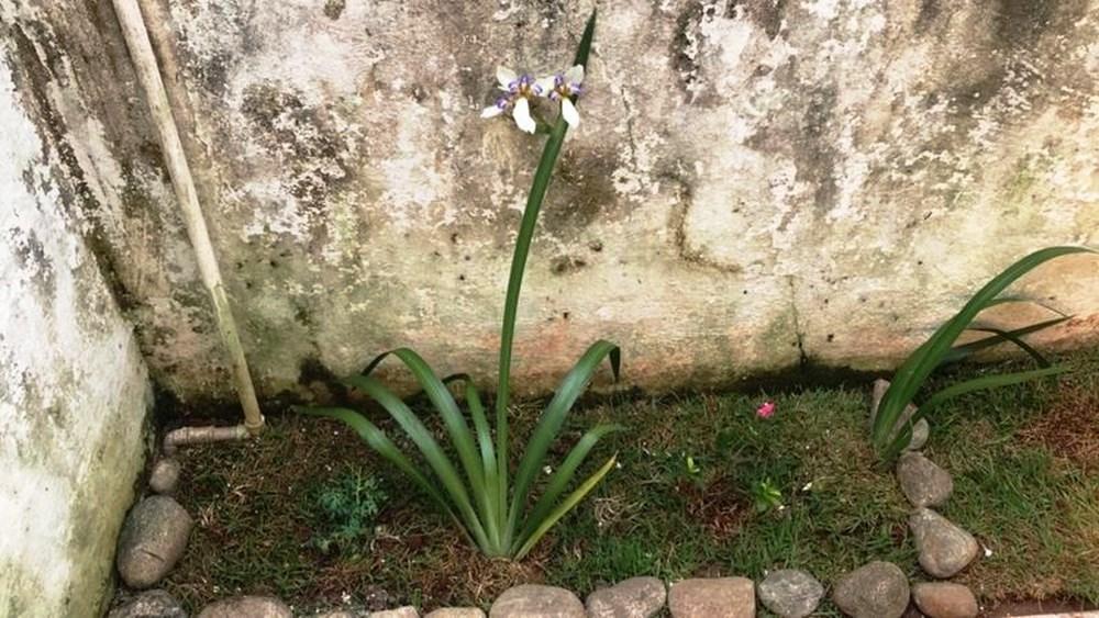 Quem é Carmen, professora que teve ossada encontrada em jardim oito anos após desaparecer