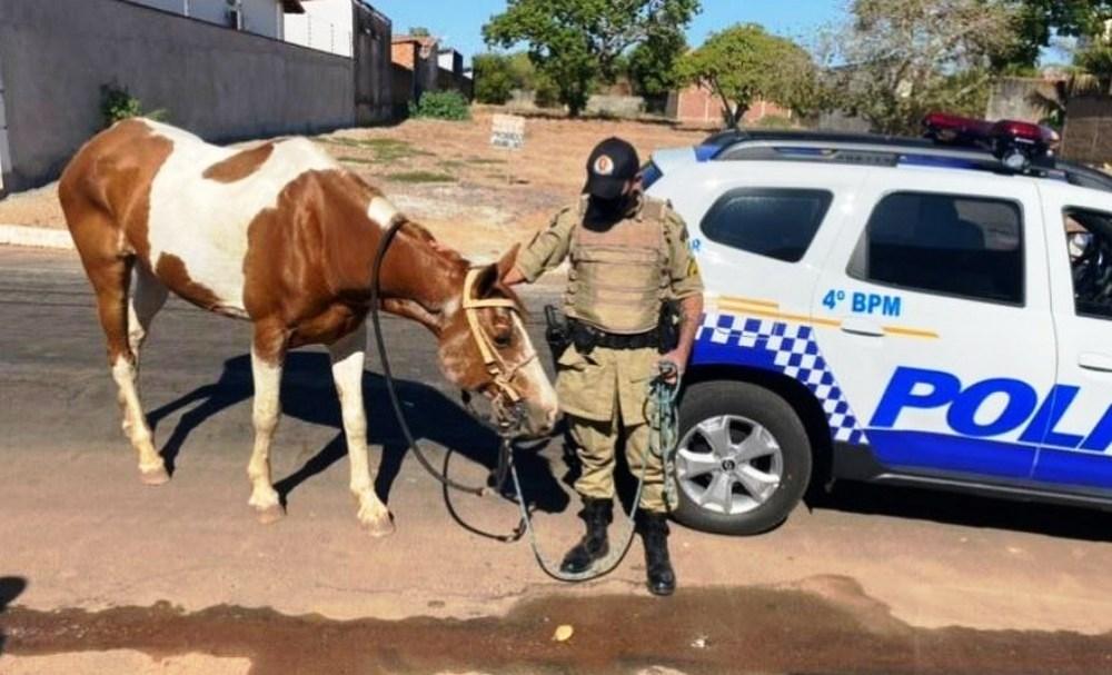 Homem é preso após furtar égua avaliada em R$ 15 mil e tentar fugir montado no animal