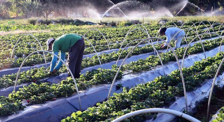 Senado aprova auxílio para agricultores familiares