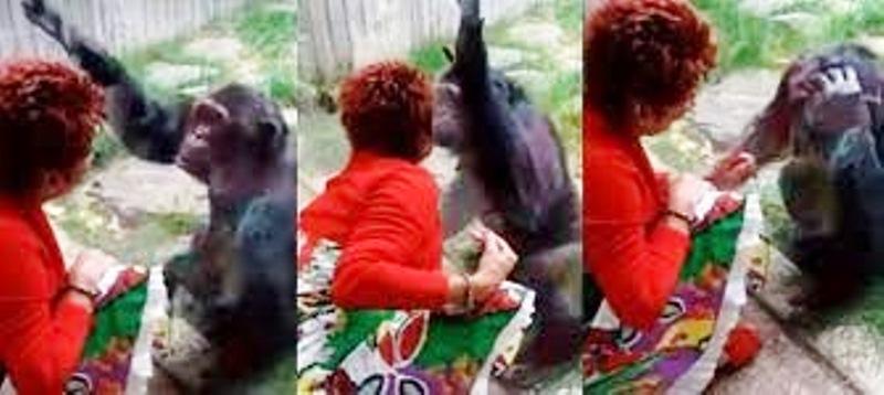 Mulher é banida de zoológico na Bélgica por “caso de amor proibido” com chimpanzé