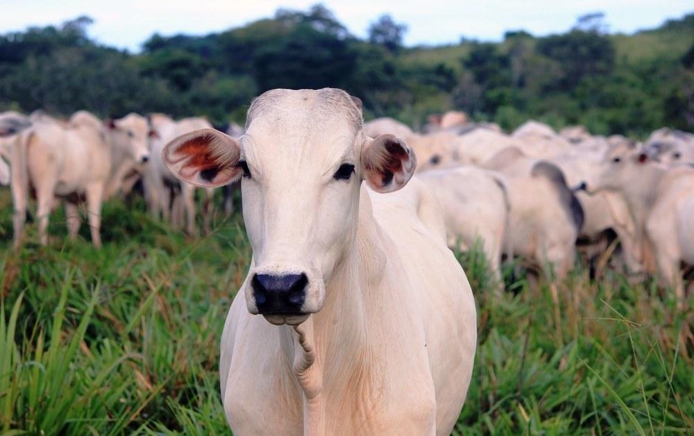 Agricultura confirma casos de vaca louca em frigoríficos de MG e MT, e exportação de carne bovina para China é suspensa