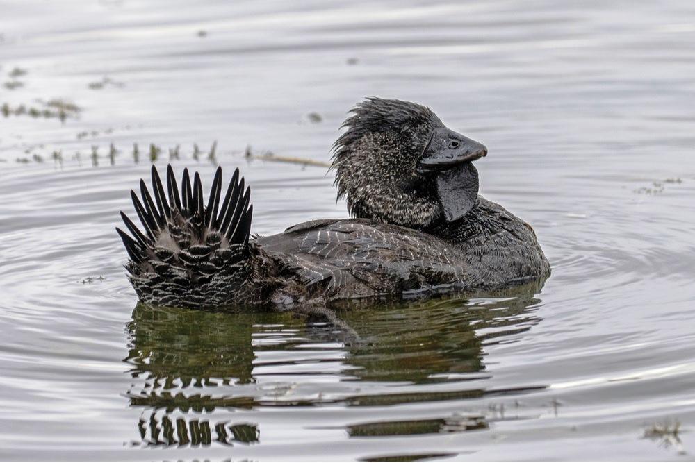 Cientistas australianos estão intrigados com um pato que aprendeu a xingar