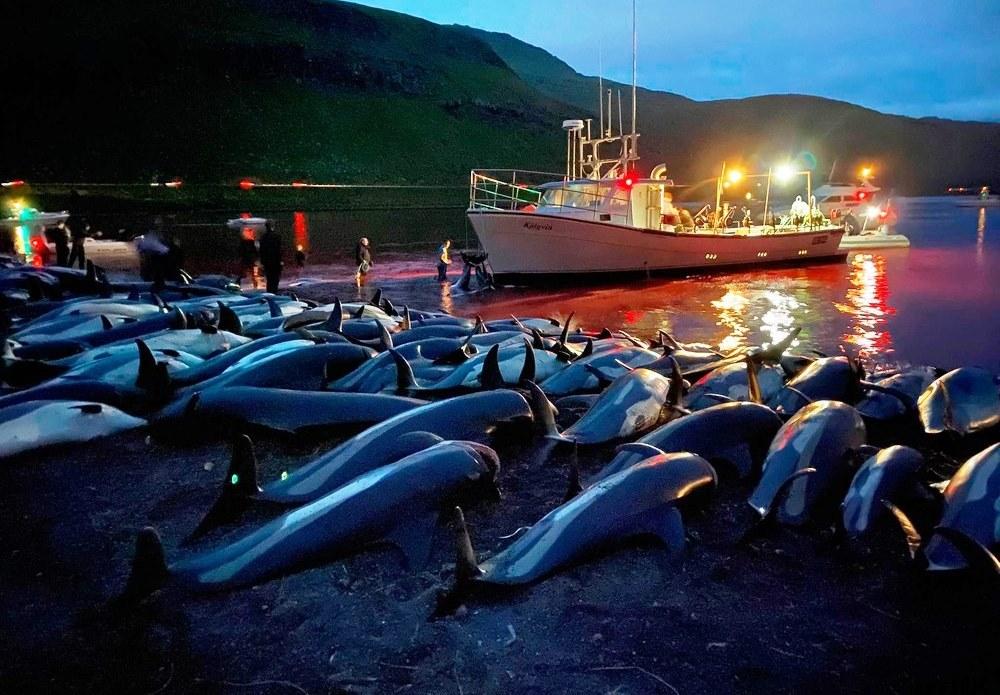 Massacre de 1,428 mil golfinhos deixa o mar vermelho de sangue nas Ilhas Faroé