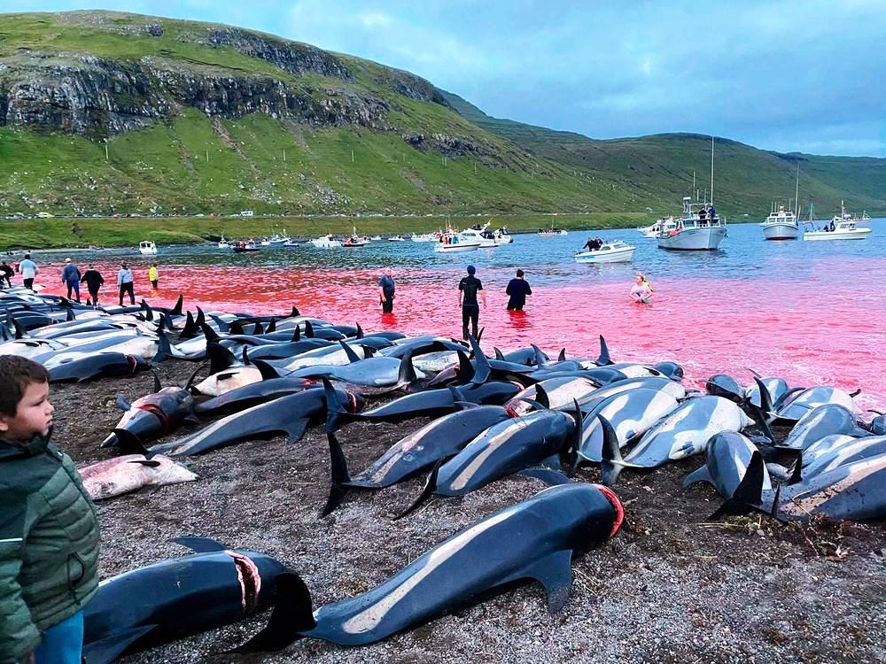 Massacre de 1,428 mil golfinhos deixa o mar vermelho de sangue nas Ilhas Faroé