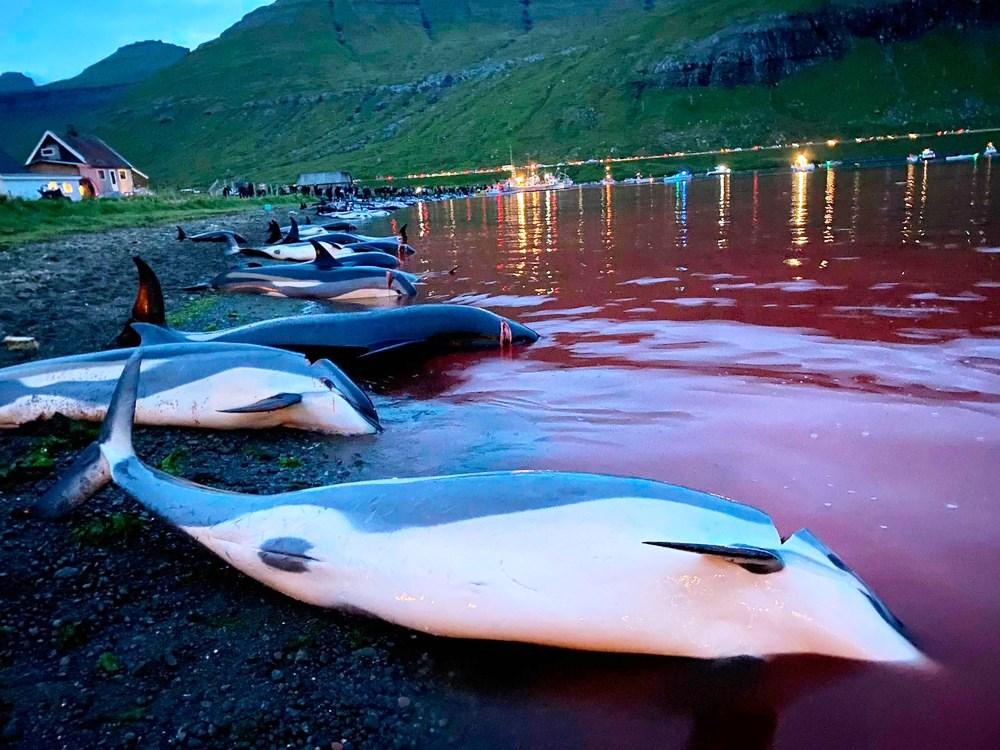 Massacre de 1,428 mil golfinhos deixa o mar vermelho de sangue nas Ilhas Faroé