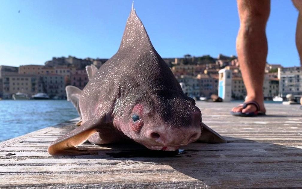 Tubarão com ‘cara de porco’ é encontrado no Mar Mediterrâneo