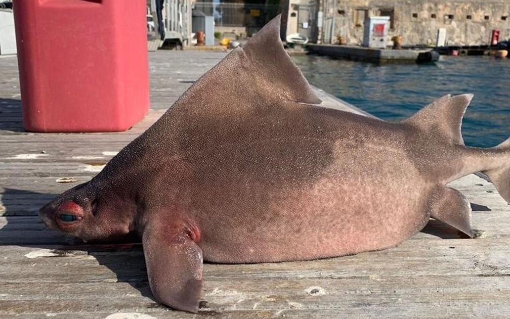 Tubarão com ‘cara de porco’ é encontrado no Mar Mediterrâneo