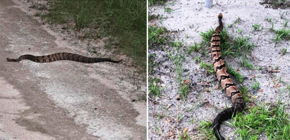 Cobra cascavel percorre 160 km em busca de parceira para acasalar