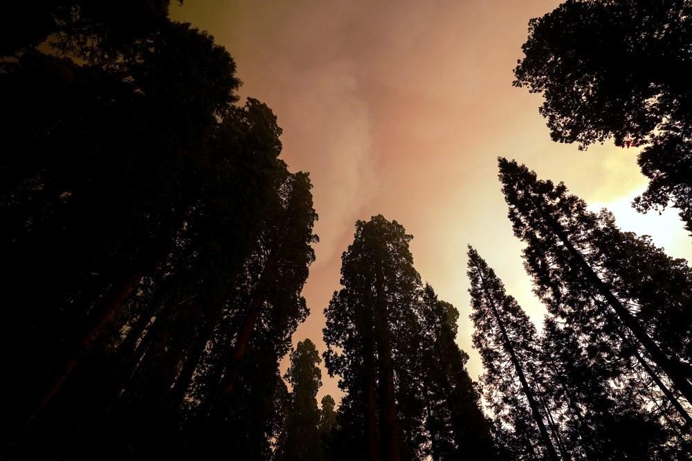 Árvore mais larga do mundo é coberta com alumínio para ficar protegida de incêndio