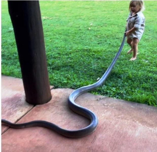 Bebê australiano puxa cobra de 2 metros para fora do jardim