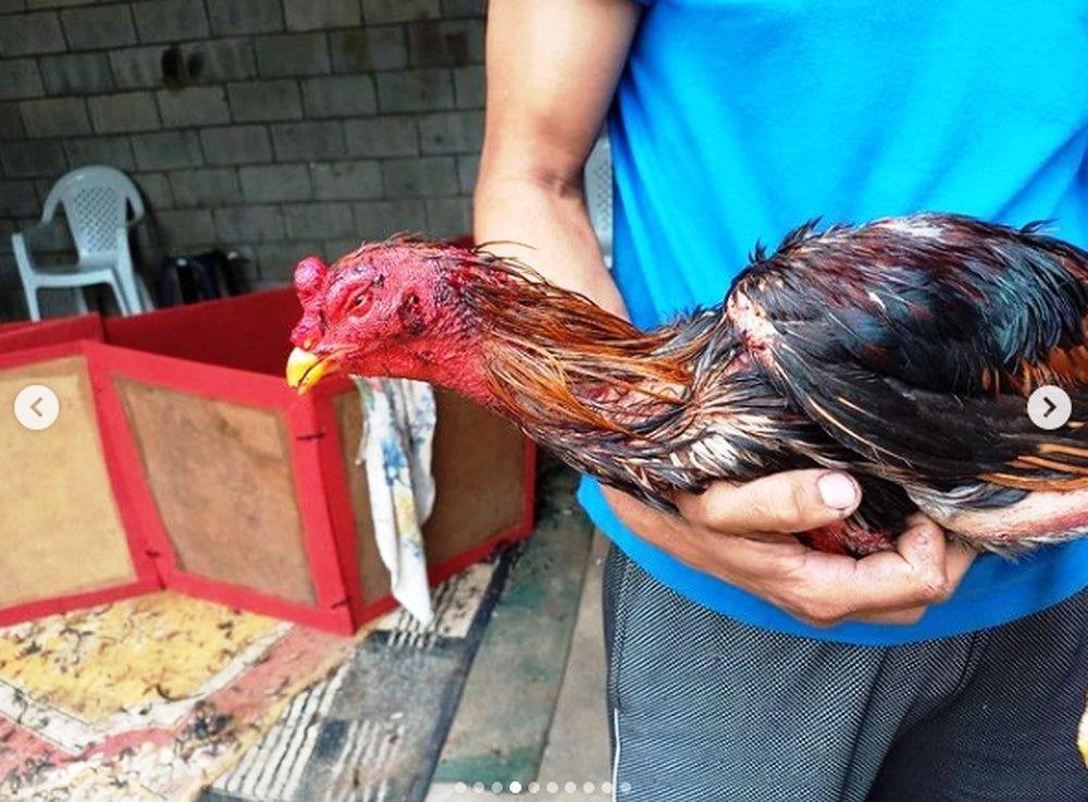 Polícia Militar fecha rinha de galo e resgata 26 animais em São Mateus, Norte do ES