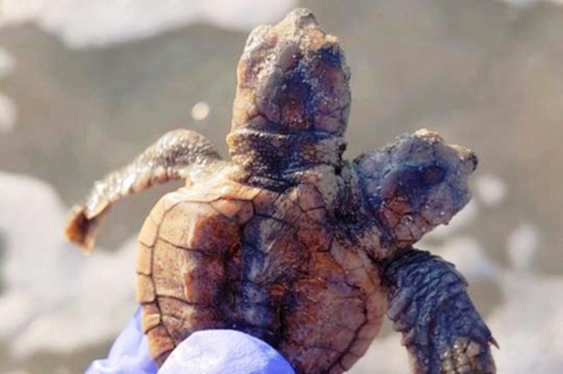 Tartaruga de duas cabeças é encontrada em praia dos EUA