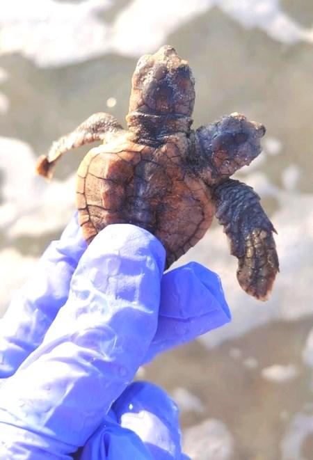 Tartaruga de duas cabeças é encontrada em praia dos EUA