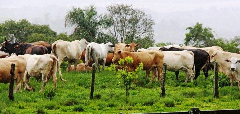 Governo institui plano para reduzir emissão de gases na agropecuária