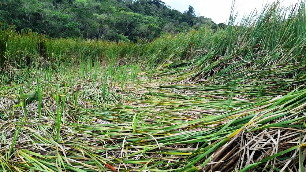 Vegetação é amassada e moradora cita pouso de 'avião de cinco patas' em SP