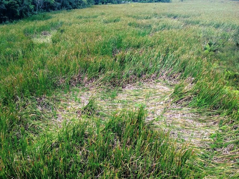 Vegetação é amassada e moradora cita pouso de 'avião de cinco patas' em SP