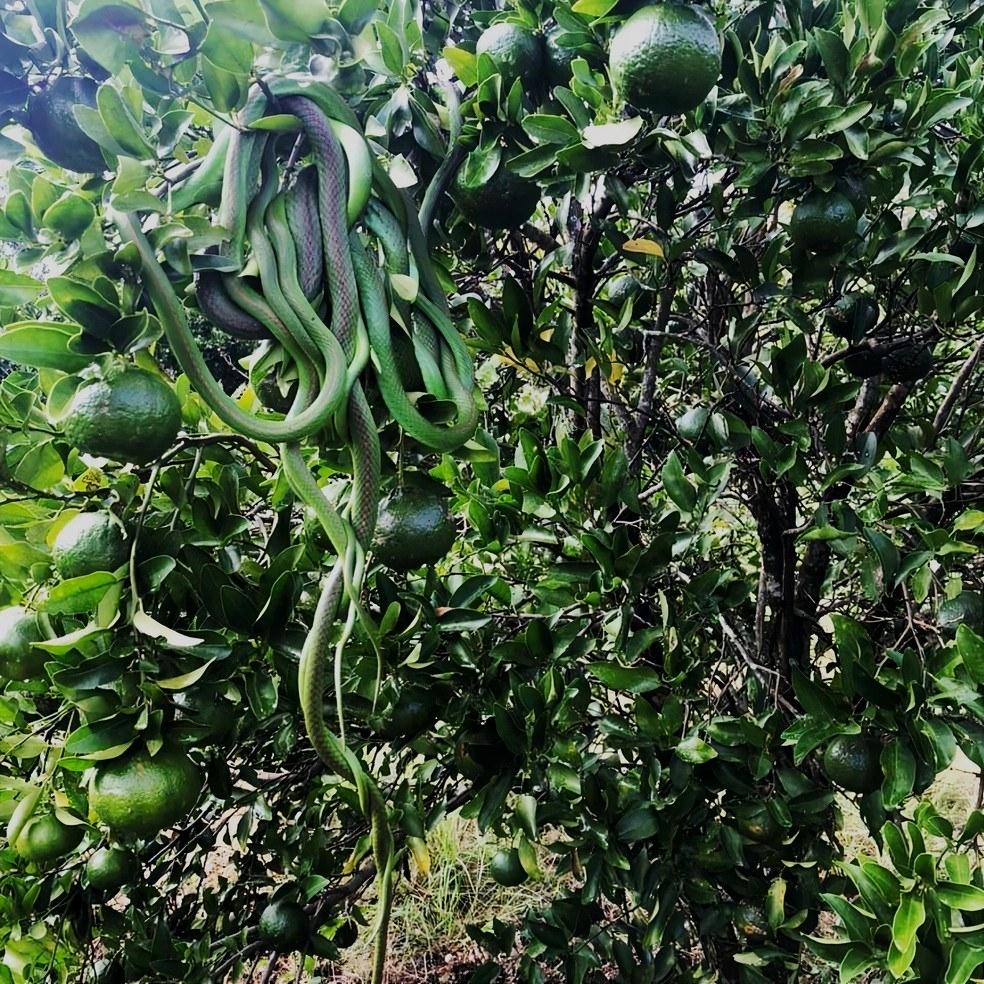 ‘Cacho’ de cobra-verde é flagrado no Rio Grande do Sul; entenda o fenômeno