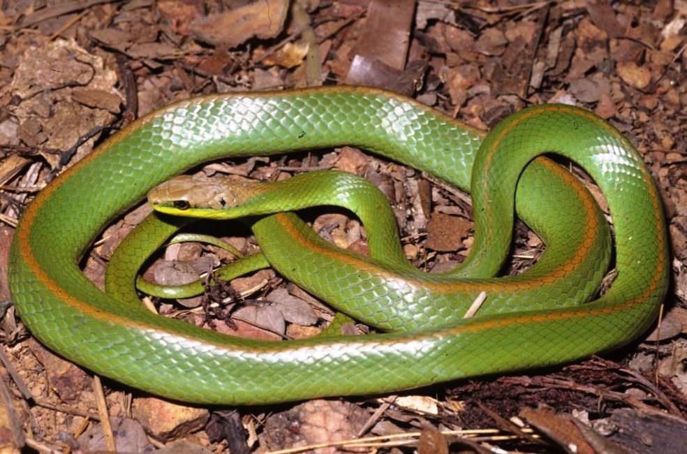 ‘Cacho’ de cobra-verde é flagrado no Rio Grande do Sul; entenda o fenômeno