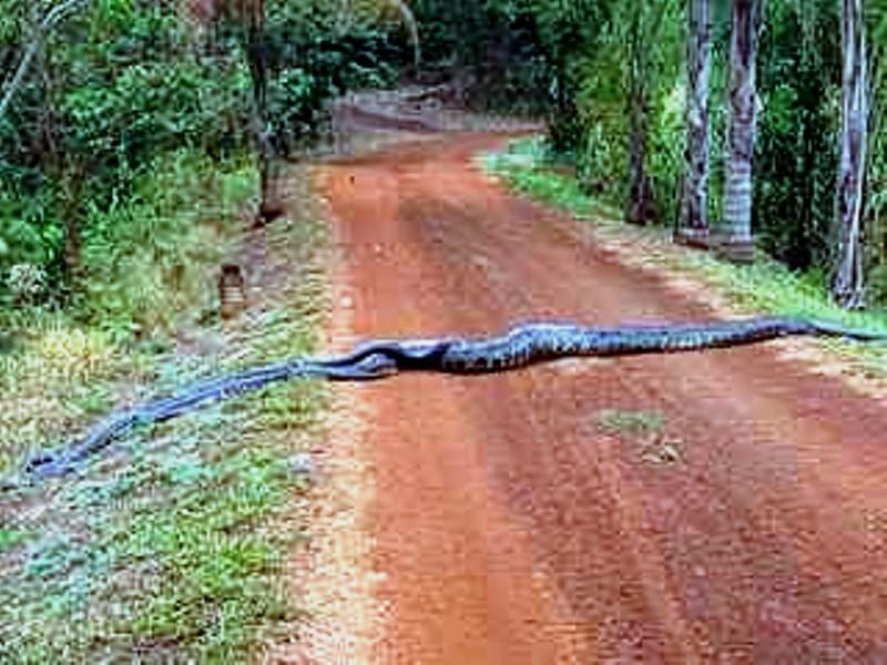 ‘Cacho’ de cobra-verde é flagrado no Rio Grande do Sul; entenda o fenômeno