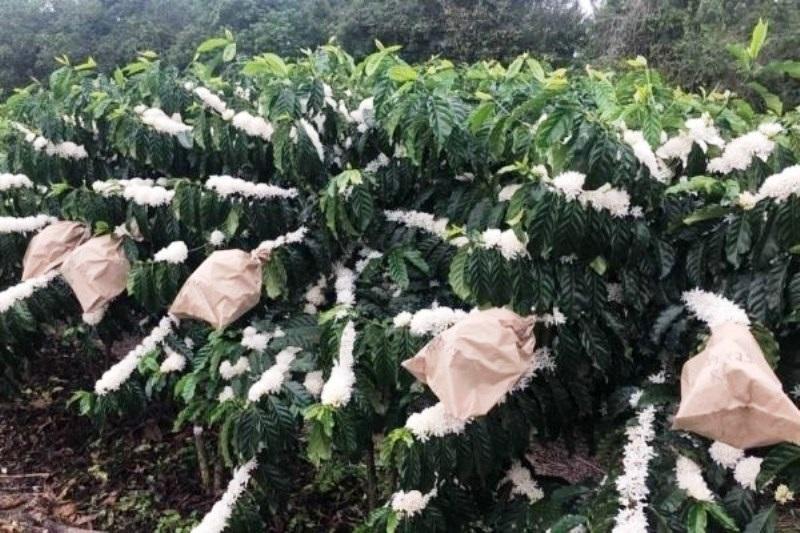 Café cultivado no Espírito Santo tem 40% mais cafeína