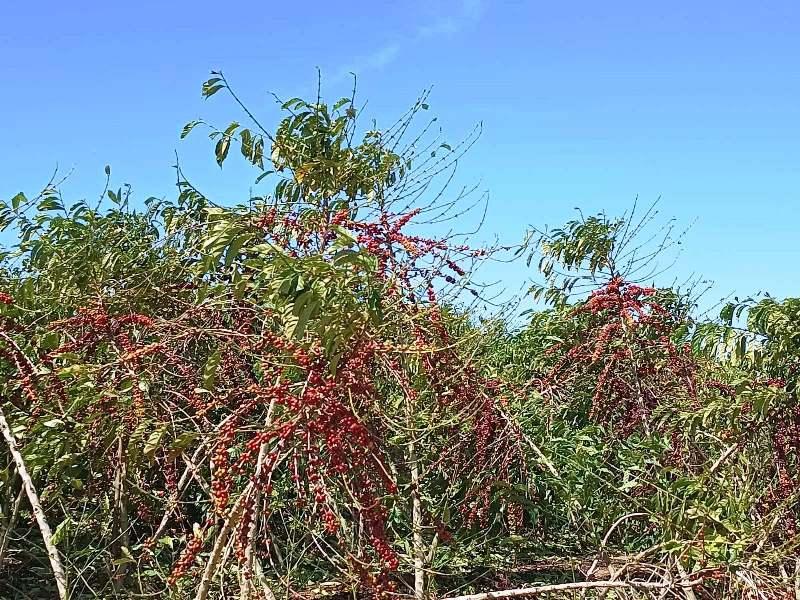 Produtor rural perde R$ 3 milhões com estragos causados por ventania e granizo no interior do ES